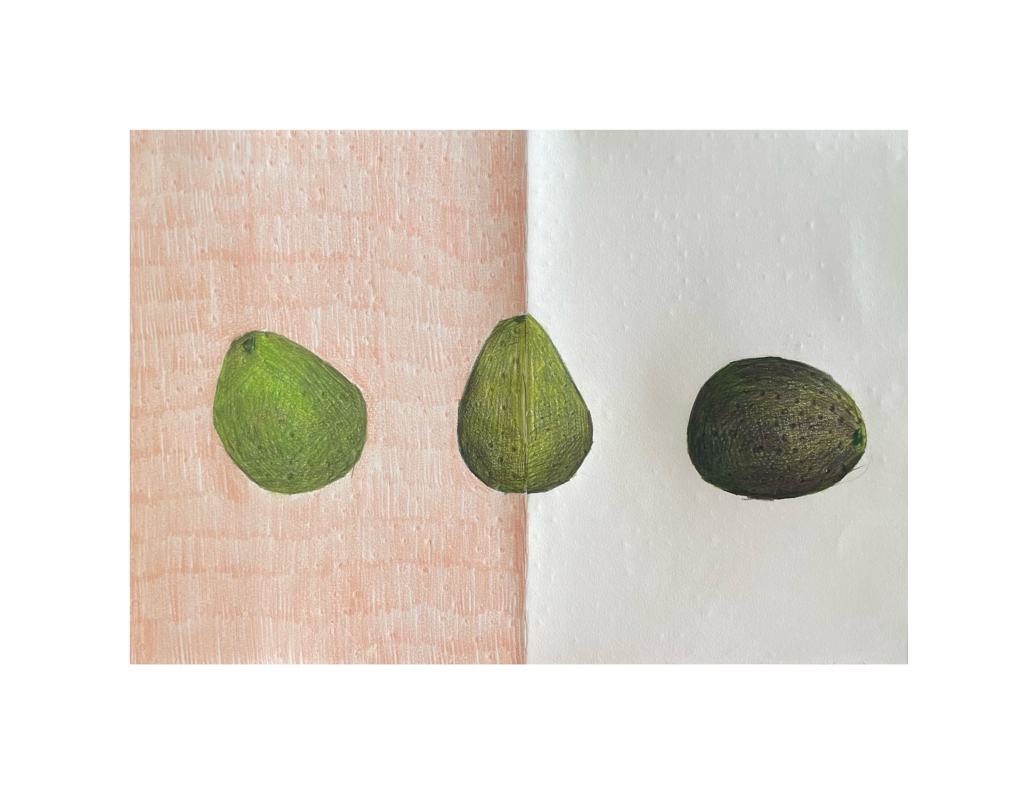 Stages of the Avocado