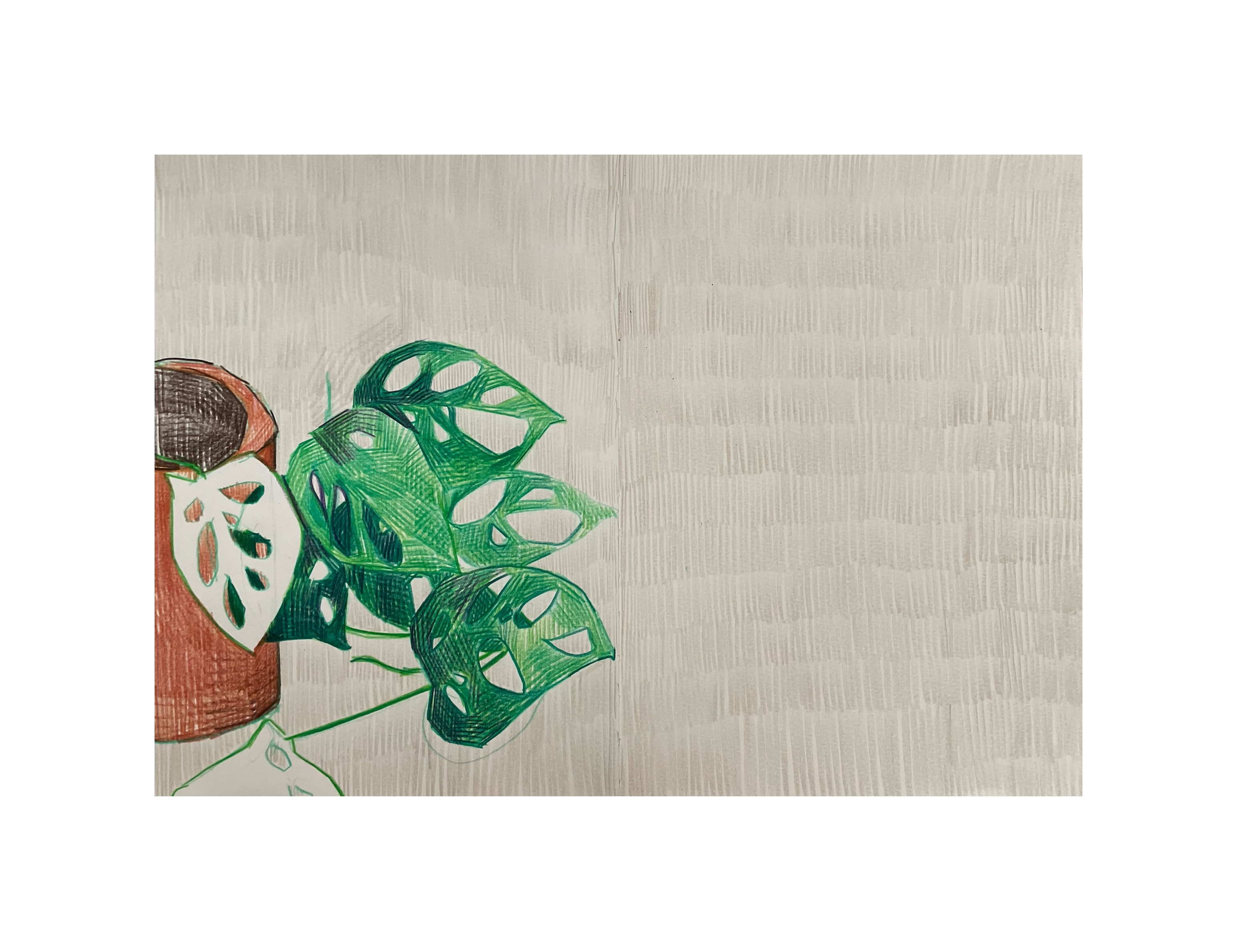 Monstera Adansonii